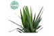 Yucca 60-30-20, 2+ Kop 