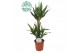 Yucca 60-30-20, 3+ Kop 