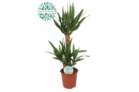 Yucca 60-30-20, 3+ Kop