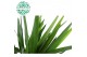 Yucca 60-30-20, 3+ Kop 