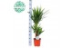 Yucca 60-30-20, 3+ Kop 