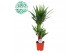 Yucca 60-30-20, 3+ Kop 