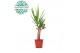 Yucca 30cm 1+ kop 