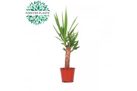 Yucca 30cm 1+ kop