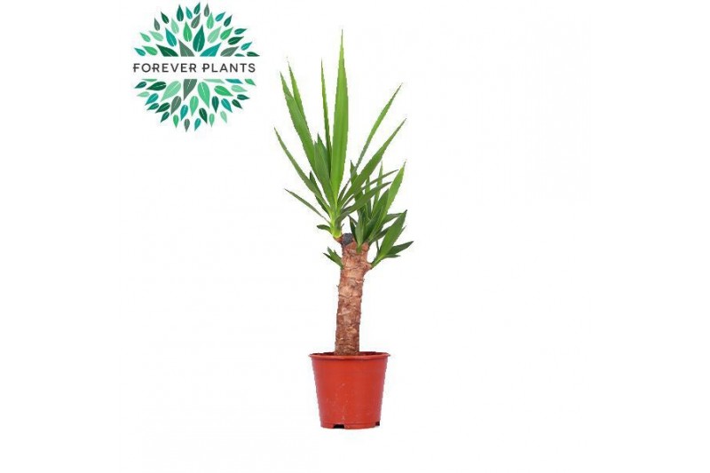 Yucca 30cm 1+ kop 