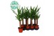 Yucca 30cm 1+ kop 