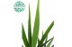 Yucca 30cm 1+ kop 