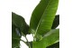 Strelitzia nicolai Air So Pure 