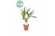 Yucca stam 20cm Enkel Stam, 2+ Kop 