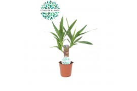 Yucca stam 20cm Enkel Stam, 2+ Kop