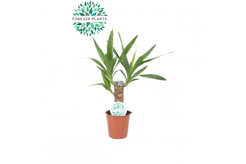 Yucca stam 20cm Enkel Stam, 2+ Kop 
