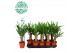 Yucca stam 20cm Enkel Stam, 2+ Kop 