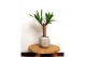 Yucca stam 20cm Enkel Stam, 2+ Kop 