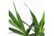 Yucca stam 20cm Enkel Stam, 2+ Kop 