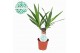 Yucca stam 20cm Enkel Stam, 2+ Kop 