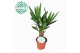 Yucca stam 20cm Enkel Stam, 3+ Kop 