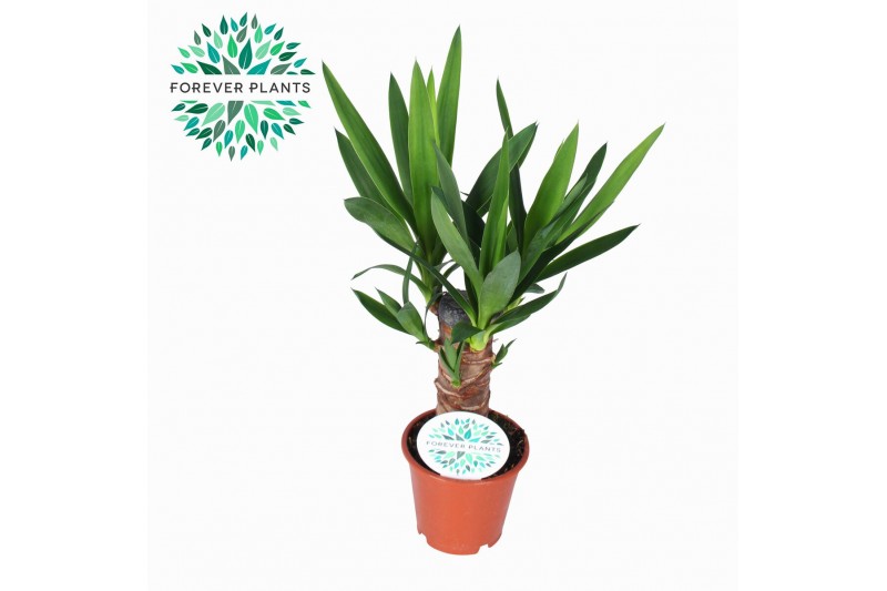 Yucca stam 20cm Enkel Stam, 3+ Kop 