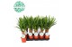 Yucca stam 20cm Enkel Stam, 3+ Kop 