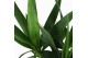 Yucca stam 20cm Enkel Stam, 3+ Kop 