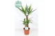 Yucca 45-20 45-20, 2+ Kop 