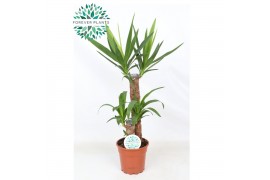 Yucca 45-20 45-20, 2+ Kop