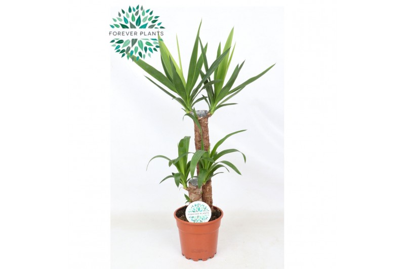 Yucca 45-20 45-20, 2+ Kop 