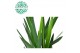 Yucca 45-20 45-20, 2+ Kop 