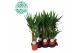 Yucca 45-20 45-20, 2+ Kop 