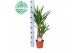 Yucca 45-20 45-20, 2+ Kop 