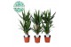 Yucca 45-20 45-20, 2+ Kop 