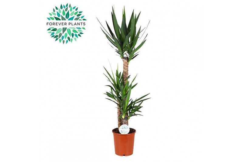 Yucca 90-45-20 90-45-20, 2+ Kop 