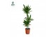 Dracaena frag. der. janet lind 75-30-10 Air so Pure 