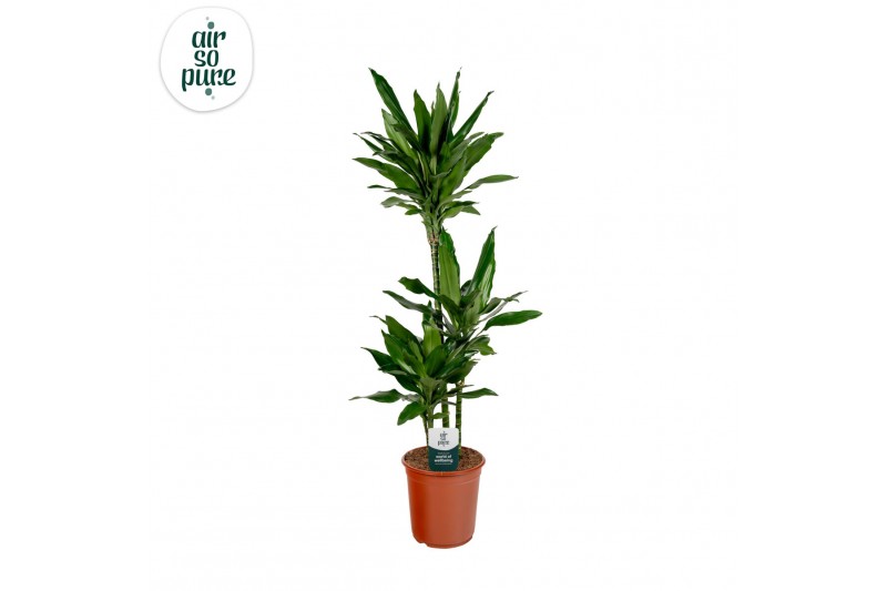 Dracaena frag. der. janet lind 75-30-10 Air so Pure 