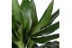 Dracaena frag. der. janet lind 75-30-10 Air so Pure 