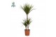 Dracaena marginata 45-15-10 
