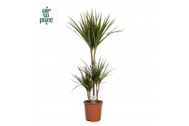 Dracaena marginata 45-15-10