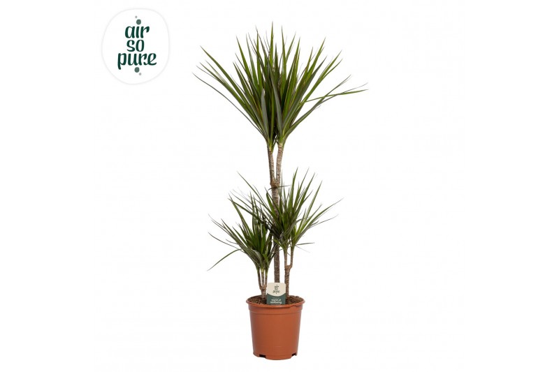 Dracaena marginata 45-15-10 