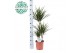 Dracaena marginata 45-15-10 