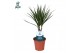 Dracaena marginata enkele stam 