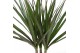 Dracaena marginata enkele stam 