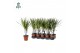 Dracaena marginata Air So Pure 