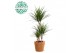 Dracaena marginata 45-15-10 in GABY mand 