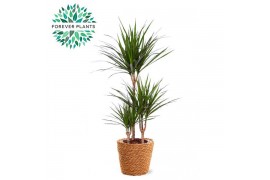 Dracaena marginata 45-15-10 in GABY mand