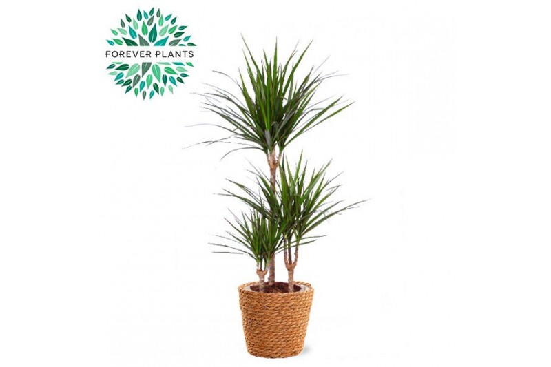 Dracaena marginata 45-15-10 in GABY mand 
