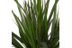 Dracaena marginata 45-15-10 in GABY mand 