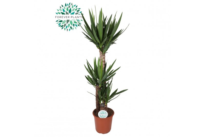 Yucca 90-45-20 90-45-20, 3+ Kop 