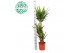 Yucca 90-45-20 90-45-20, 3+ Kop 