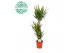 Yucca 90-45-20 90-45-20, 3+ Kop 