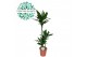 Dracaena fragrans janet lind 75-30-10 