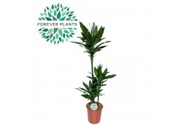 Dracaena fragrans janet lind 75-30-10